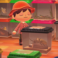 世界最重量！『あつまれ どうぶつの森』で採れる「ゾウカブト」ってどんなカブトムシ？【平坂寛の『あつ森』博物誌】