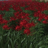 対馬で見た花の名前をあなたは知っていますか？『Ghost of Tsushima』の美しい花々を観察！