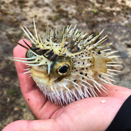 実は“針三百本”！？『あつまれ どうぶつの森』で釣れるハリセンボンってどんな魚？【平坂寛の『あつ森』博物誌】