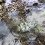 実は“針三百本”！？『あつまれ どうぶつの森』で釣れるハリセンボンってどんな魚？【平坂寛の『あつ森』博物誌】
