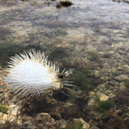 実は“針三百本”！？『あつまれ どうぶつの森』で釣れるハリセンボンってどんな魚？【平坂寛の『あつ森』博物誌】