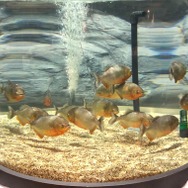 実は臆病！『あつまれ どうぶつの森』で釣れるピラニアってどんな魚？【平坂寛の『あつ森』博物誌】