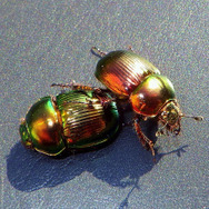 まるで宝石！でも好物はう○こ！『あつまれ どうぶつの森』に登場する「オオセンチコガネ」ってどんな虫？【平坂寛の『あつ森』博物誌】