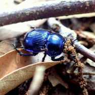 まるで宝石！でも好物はう○こ！『あつまれ どうぶつの森』に登場する「オオセンチコガネ」ってどんな虫？【平坂寛の『あつ森』博物誌】