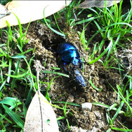 まるで宝石！でも好物はう○こ！『あつまれ どうぶつの森』に登場する「オオセンチコガネ」ってどんな虫？【平坂寛の『あつ森』博物誌】