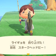 雷が鳴るまで離さない！？『あつまれ どうぶつの森』で釣れる「ライギョ」ってどんな魚？【平坂寛の『あつ森』博物誌】