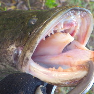 雷が鳴るまで離さない！？『あつまれ どうぶつの森』で釣れる「ライギョ」ってどんな魚？【平坂寛の『あつ森』博物誌】