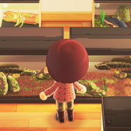 雷が鳴るまで離さない！？『あつまれ どうぶつの森』で釣れる「ライギョ」ってどんな魚？【平坂寛の『あつ森』博物誌】