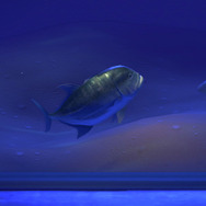 人間サイズの巨大アジ！！『あつまれ どうぶつの森』で釣れるロウニンアジってどんな魚？【平坂寛の『あつ森』博物誌】