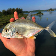 人間サイズの巨大アジ！！『あつまれ どうぶつの森』で釣れるロウニンアジってどんな魚？【平坂寛の『あつ森』博物誌】