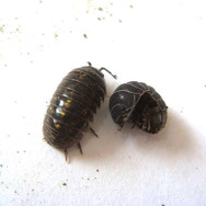 実は海外出身！？『あつまれ どうぶつの森』に登場するダンゴムシの正体とは【平坂寛の『あつ森』博物誌】