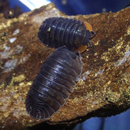 実は海外出身！？『あつまれ どうぶつの森』に登場するダンゴムシの正体とは【平坂寛の『あつ森』博物誌】