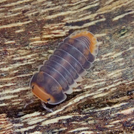 実は海外出身！？『あつまれ どうぶつの森』に登場するダンゴムシの正体とは【平坂寛の『あつ森』博物誌】