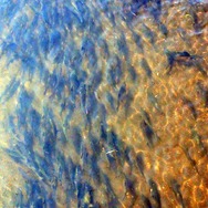 9月限定！『あつまれ どうぶつの森』で釣れる「サケ」＆「キングサーモン」について知ろう【平坂寛の『あつ森』博物誌】