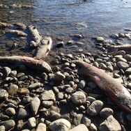 9月限定！『あつまれ どうぶつの森』で釣れる「サケ」＆「キングサーモン」について知ろう【平坂寛の『あつ森』博物誌】