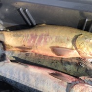 9月限定！『あつまれ どうぶつの森』で釣れる「サケ」＆「キングサーモン」について知ろう【平坂寛の『あつ森』博物誌】