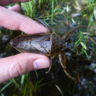 実はおいしい！実は刺す！『あつまれ どうぶつの森』に登場する「タガメ」は不思議だらけ！【平坂寛の『あつ森』博物誌】