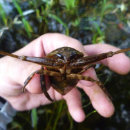 実はおいしい！実は刺す！『あつまれ どうぶつの森』に登場する「タガメ」は不思議だらけ！【平坂寛の『あつ森』博物誌】