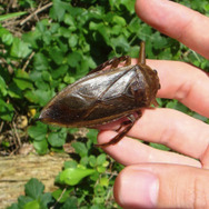 実はおいしい！実は刺す！『あつまれ どうぶつの森』に登場する「タガメ」は不思議だらけ！【平坂寛の『あつ森』博物誌】