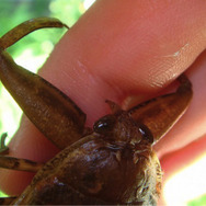 実はおいしい！実は刺す！『あつまれ どうぶつの森』に登場する「タガメ」は不思議だらけ！【平坂寛の『あつ森』博物誌】