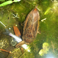 実はおいしい！実は刺す！『あつまれ どうぶつの森』に登場する「タガメ」は不思議だらけ！【平坂寛の『あつ森』博物誌】