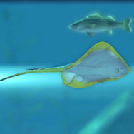 毒針がある！？エイヒレの材料！？『あつまれ どうぶつの森』で釣れる「エイ」の正体を探ろう！【平坂寛の『あつ森』博物誌】