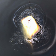 毒針がある！？エイヒレの材料！？『あつまれ どうぶつの森』で釣れる「エイ」の正体を探ろう！【平坂寛の『あつ森』博物誌】