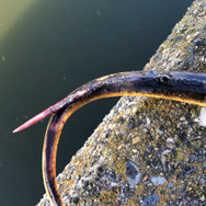 毒針がある！？エイヒレの材料！？『あつまれ どうぶつの森』で釣れる「エイ」の正体を探ろう！【平坂寛の『あつ森』博物誌】