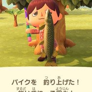 冷たい川のぬし！『あつまれ どうぶつの森』で釣れる「パイク」ってどんな魚？【平坂寛の『あつ森』博物誌】