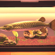 冷たい川のぬし！『あつまれ どうぶつの森』で釣れる「パイク」ってどんな魚？【平坂寛の『あつ森』博物誌】