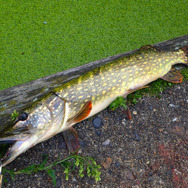 冷たい川のぬし！『あつまれ どうぶつの森』で釣れる「パイク」ってどんな魚？【平坂寛の『あつ森』博物誌】