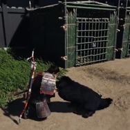 『Ghost of Tsushima』犬とともに戦え！新アプデで犬がペットに【UPDATE】