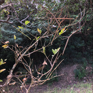 擬態の名手！『あつまれ どうぶつの森』に登場するナナフシをリアルで探す大変さについて【平坂寛の『あつ森』博物誌】