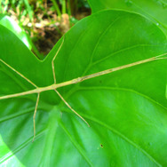 擬態の名手！『あつまれ どうぶつの森』に登場するナナフシをリアルで探す大変さについて【平坂寛の『あつ森』博物誌】