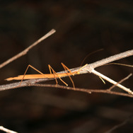 擬態の名手！『あつまれ どうぶつの森』に登場するナナフシをリアルで探す大変さについて【平坂寛の『あつ森』博物誌】