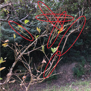 擬態の名手！『あつまれ どうぶつの森』に登場するナナフシをリアルで探す大変さについて【平坂寛の『あつ森』博物誌】