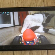 『マリオカート ライブ ホームサーキット』で飼い猫を眺めてみた！ 低視点がこれまでにない新鮮さを生み、猫はいつも通り気まぐれ・・・