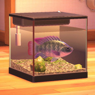 とにかくタフ！！『あつまれ どうぶつの森』で釣れる「ティラピア」は最強の淡水魚！【平坂寛の『あつ森』博物誌】