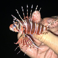 綺麗な魚には毒がある！『あつまれ どうぶつの森』で釣れる「ミノカサゴ」ってこんな魚【平坂寛の『あつ森』博物誌】