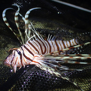 綺麗な魚には毒がある！『あつまれ どうぶつの森』で釣れる「ミノカサゴ」ってこんな魚【平坂寛の『あつ森』博物誌】