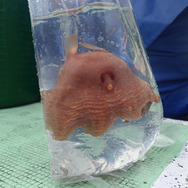 UFO？お面？『あつまれ どうぶつの森』で採れる「メンダコ」は深海のマスコット！【平坂寛の『あつ森』博物誌】