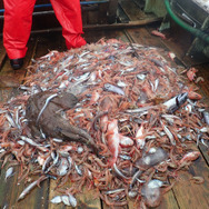 UFO？お面？『あつまれ どうぶつの森』で採れる「メンダコ」は深海のマスコット！【平坂寛の『あつ森』博物誌】