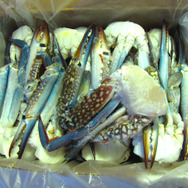 変な名前だがウマい！『あつまれ どうぶつの森』に登場する「ガザミ」ってどんなカニ？【平坂寛の『あつ森』博物誌】