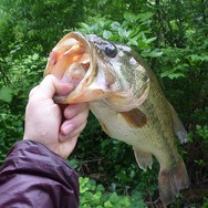 北米出身！『あつまれ どうぶつの森』に登場する「ブラックバス」ってどんな魚？【平坂寛の『あつ森』博物誌】