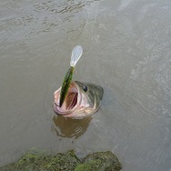 北米出身！『あつまれ どうぶつの森』に登場する「ブラックバス」ってどんな魚？【平坂寛の『あつ森』博物誌】