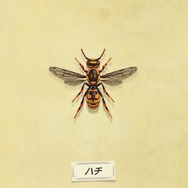 木を揺らして巣が落ちてくるって現実にあり得る?『あつまれ どうぶつの森』の「ハチ」について【平坂寛の『あつ森』博物誌】