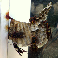 木を揺らして巣が落ちてくるって現実にあり得る?『あつまれ どうぶつの森』の「ハチ」について【平坂寛の『あつ森』博物誌】