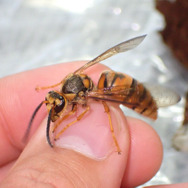 木を揺らして巣が落ちてくるって現実にあり得る?『あつまれ どうぶつの森』の「ハチ」について【平坂寛の『あつ森』博物誌】