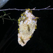 木を揺らして巣が落ちてくるって現実にあり得る?『あつまれ どうぶつの森』の「ハチ」について【平坂寛の『あつ森』博物誌】