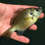 食べるとおいしい？『あつまれ どうぶつの森』で釣れる「ブルーギル」ってどんな魚？【平坂寛の『あつ森』博物誌】